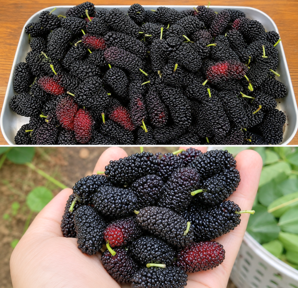 Most People Don’t Know This Fruit Exists—But It May Support Eye Health and Blood Pressure Naturally